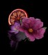 کلایو کریستین VII نوبل کویین آنه راک رز - Clive Christian Noble Collection VII Rock Rose Masculine Perfume 50ml