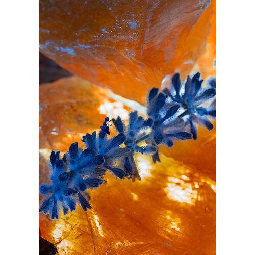 Maison Maïssa Ambre Millenaire Elixir Signature d'Orient Edp 100ml