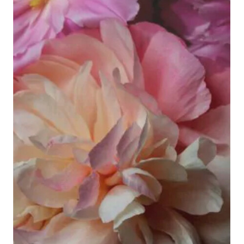 Onno Iconic Edp 100ml