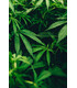 Akro Haze Edp 100ml
