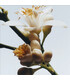 Jo Malone Orange Blossom Edc 100ml