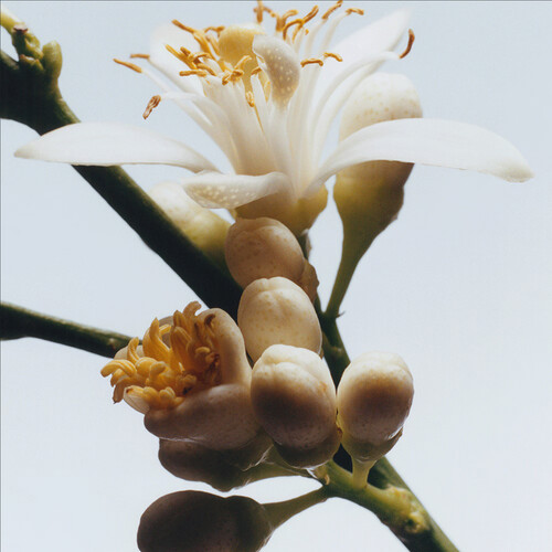 Jo Malone Orange Blossom Edc 100ml