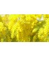   - Dolce&Gabbana Velvet Mimosa Bloom Edp 150ml