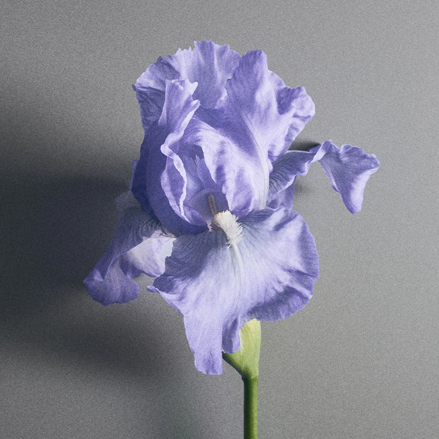 lavender.jpg